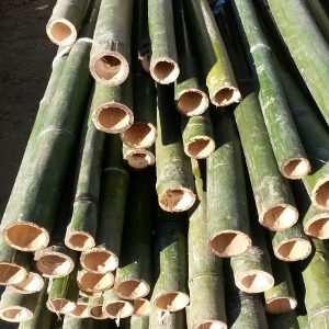Canne di bambu': diam. 04 + cm - Madeinbamboo