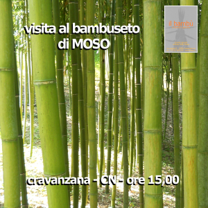 visita bambuseto